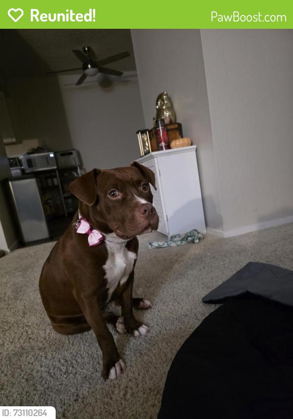 Reunited Female Dog last seen Plaza with McDonalds, San Ramon, CA 94583