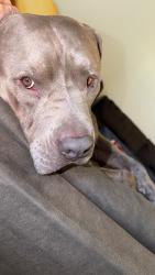 Reunited Male Dog last seen Glendale, AZ 85301, USA, Glendale, AZ 85301