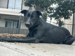 Reunited Female Dog last seen Gardina apmt complex, San Antonio, TX 78201