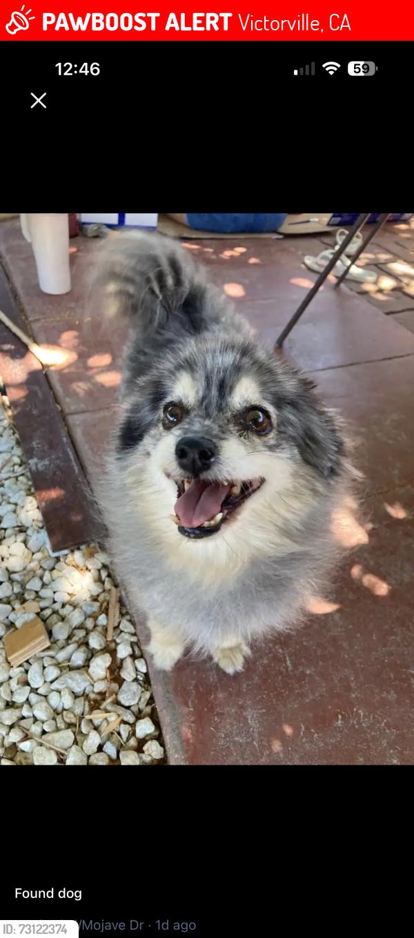 Lost Female Dog last seen Hook park, Victorville, CA 92395