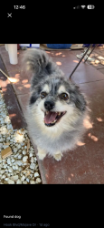 Lost Female Dog last seen Hook park, Victorville, CA 92395
