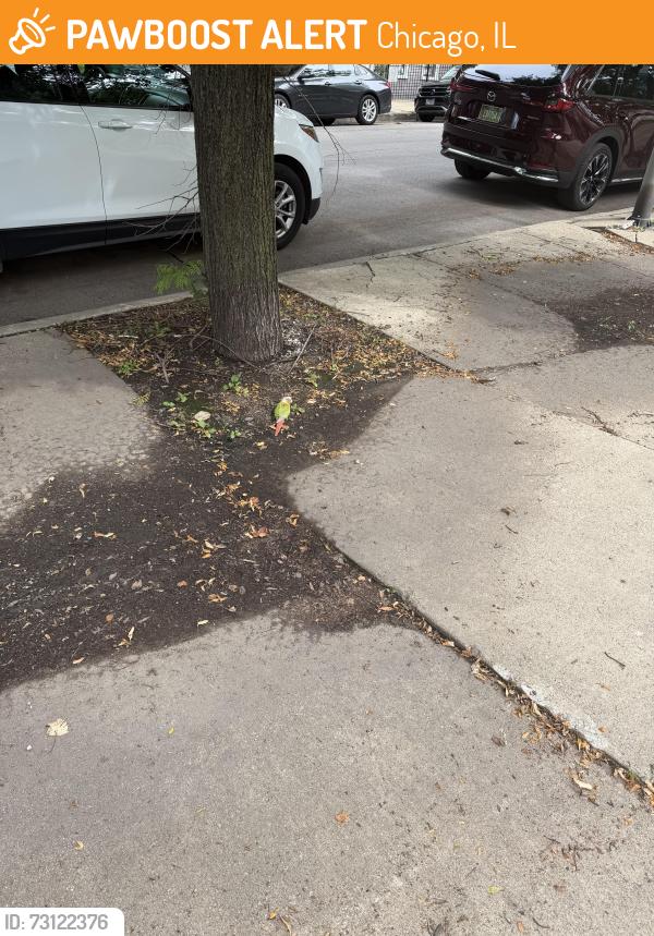 Found/Stray Unknown Bird last seen N greenview ave and w le moyne st, Chicago, IL 60642