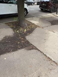 Found/Stray Unknown Bird last seen N greenview ave and w le moyne st, Chicago, IL 60642