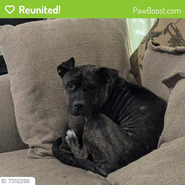 Reunited Female Dog last seen Oakforest dr and Shawn lane, Milton, FL 32583