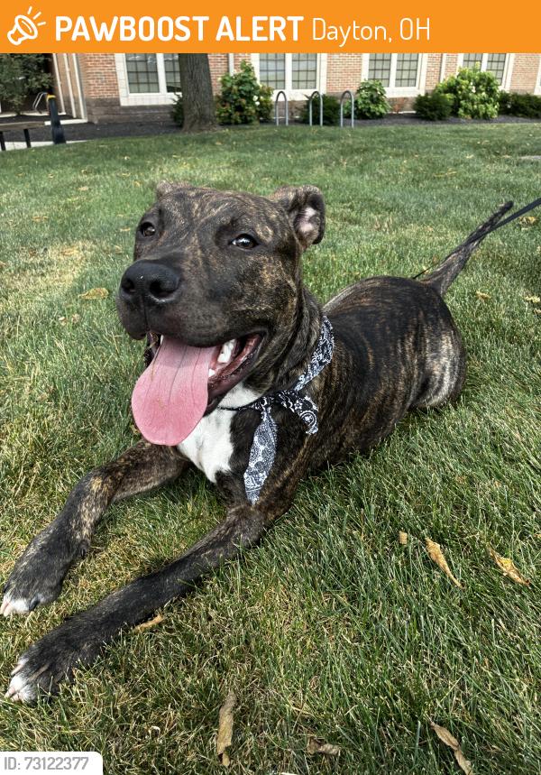 Found/Stray Male Dog last seen Merrimac and Main Street, Dayton, OH 45405