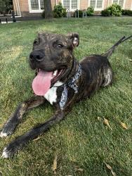 Found/Stray Male Dog last seen Merrimac and Main Street, Dayton, OH 45405
