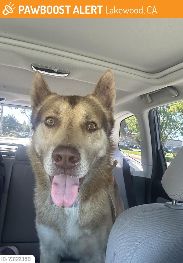 Found/Stray Male Dog last seen Clark and candlewood/lakewood calif., Lakewood, CA 90714