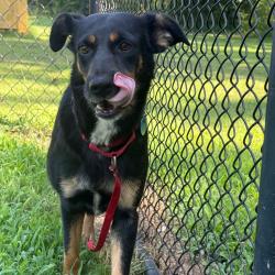 Shelter Stray Female Dog last seen , 2951 S 1st St, Cabot, AR 72023, USA