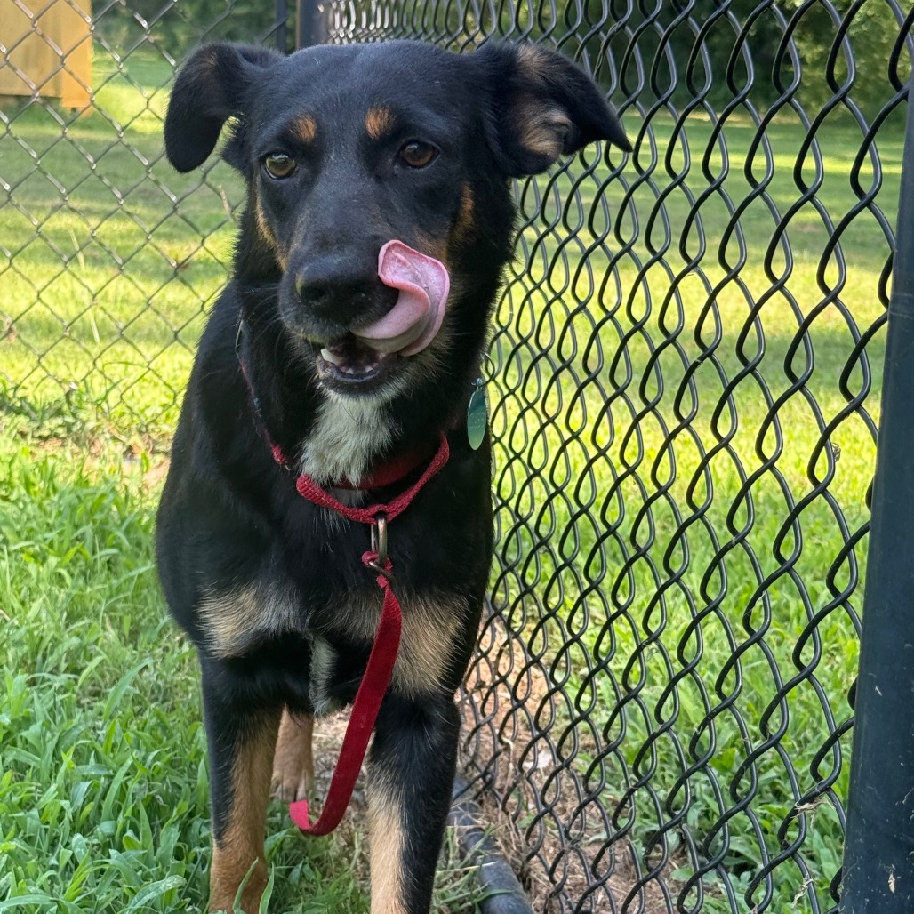 Shelter Stray Female Dog last seen , 2951 S 1st St, Cabot, AR 72023, USA