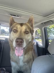 Found/Stray Male Dog last seen Clark and candlewood/lakewood calif., Lakewood, CA 90714