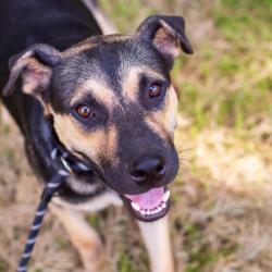 Shelter Stray Male Dog last seen , 1901 N 31st Ave, Hattiesburg, MS 39401, USA