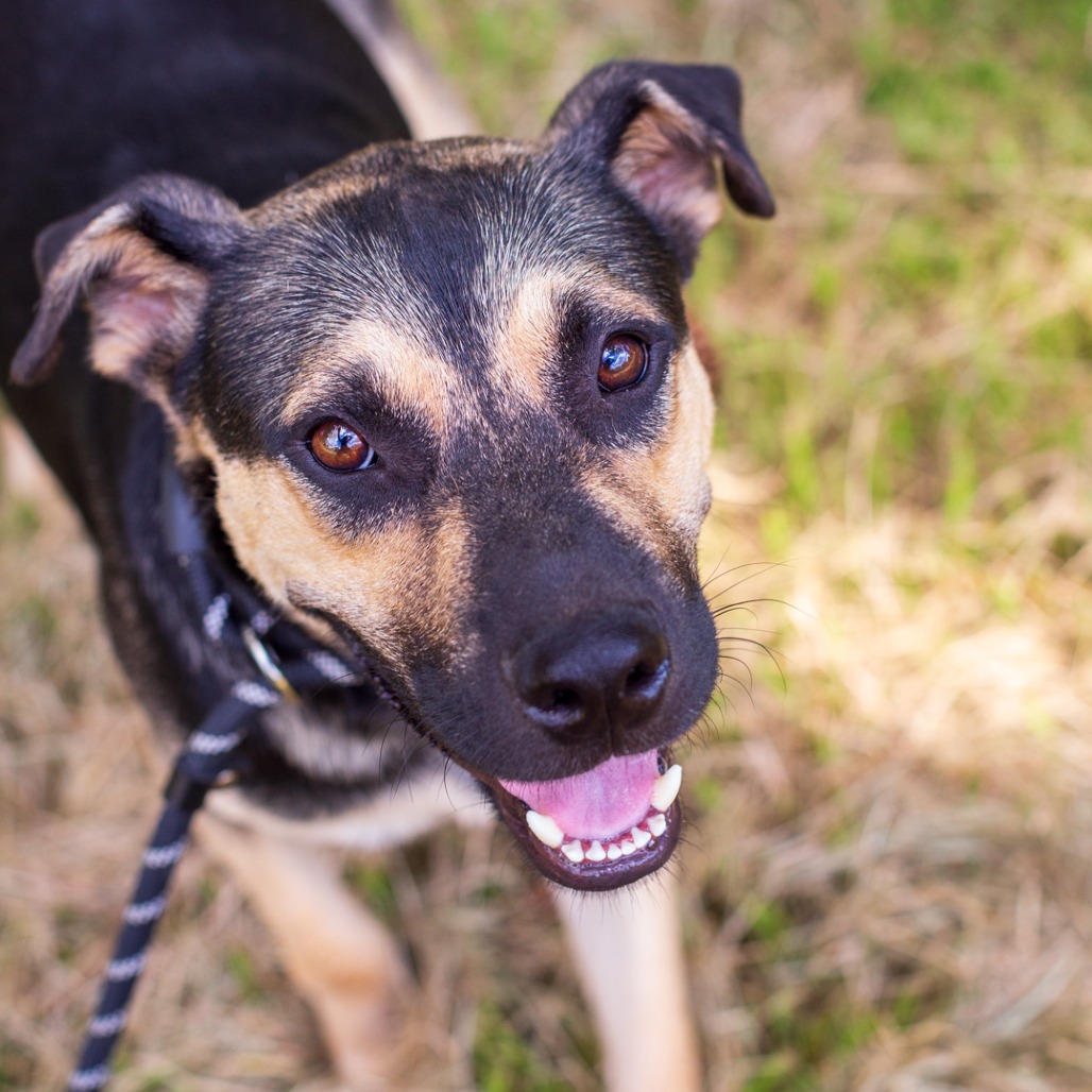Shelter Stray Male Dog last seen , 1901 N 31st Ave, Hattiesburg, MS 39401, USA