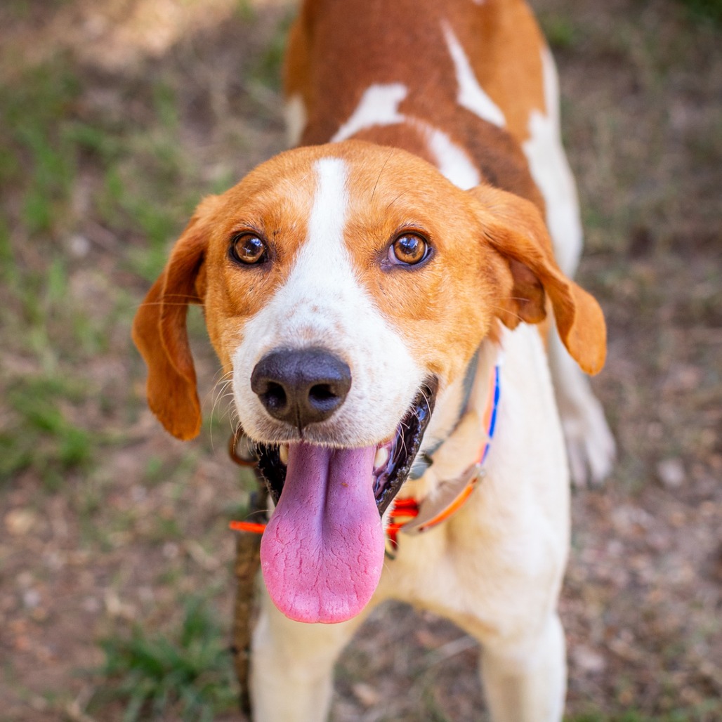 Shelter Stray Male Dog last seen , 1901 N 31st Ave, Hattiesburg, MS 39401, USA