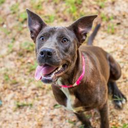 Shelter Stray Female Dog last seen , 1901 N 31st Ave, Hattiesburg, MS 39401, USA