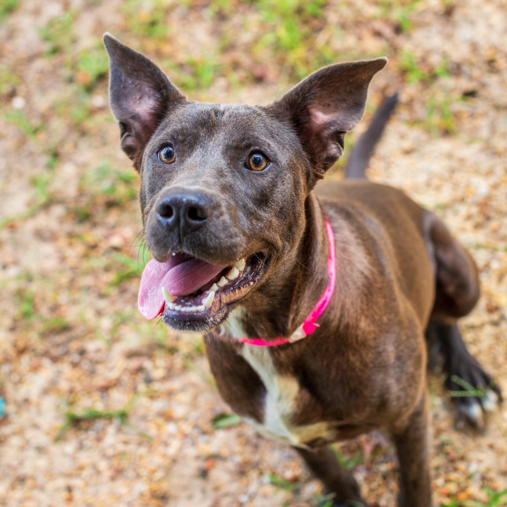 Shelter Stray Female Dog last seen , 1901 N 31st Ave, Hattiesburg, MS 39401, USA