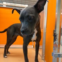 Shelter Stray Female Dog last seen , 3428 S Jenkins Ave, Norman, OK 73072, USA