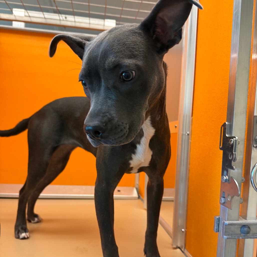 Shelter Stray Female Dog last seen , 3428 S Jenkins Ave, Norman, OK 73072, USA