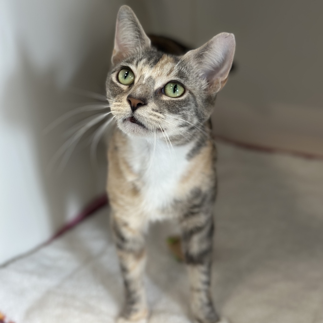 Shelter Stray Female Cat last seen , 980 Guilford College Rd, Greensboro, NC 27409, USA