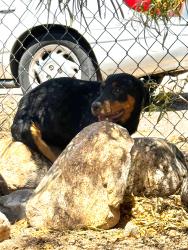 Found/Stray Female Dog last seen Limberlost Fairview, Tucson, AZ 85705
