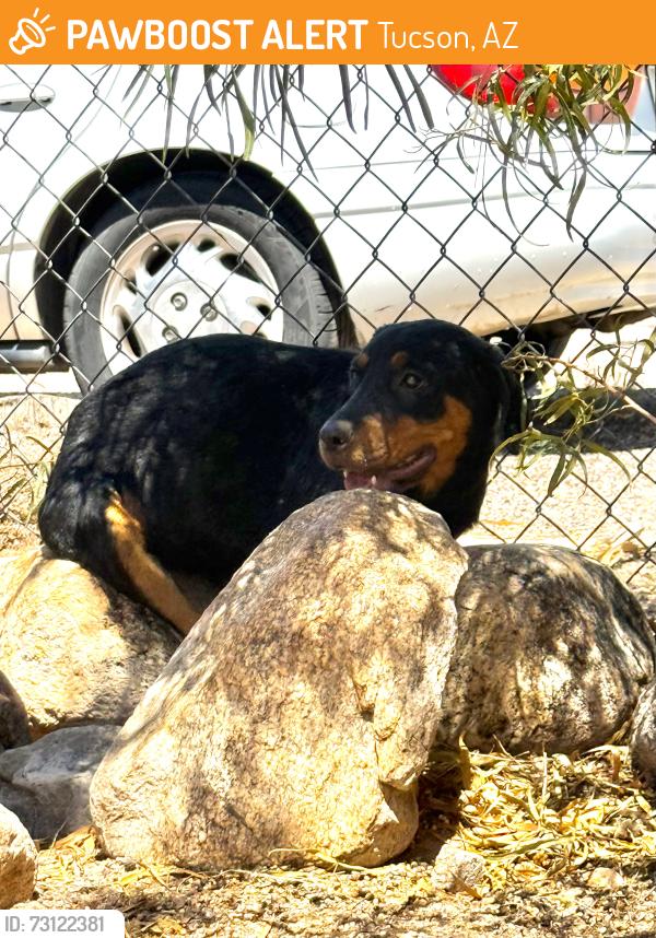 Found/Stray Female Dog last seen Limberlost Fairview, Tucson, AZ 85705