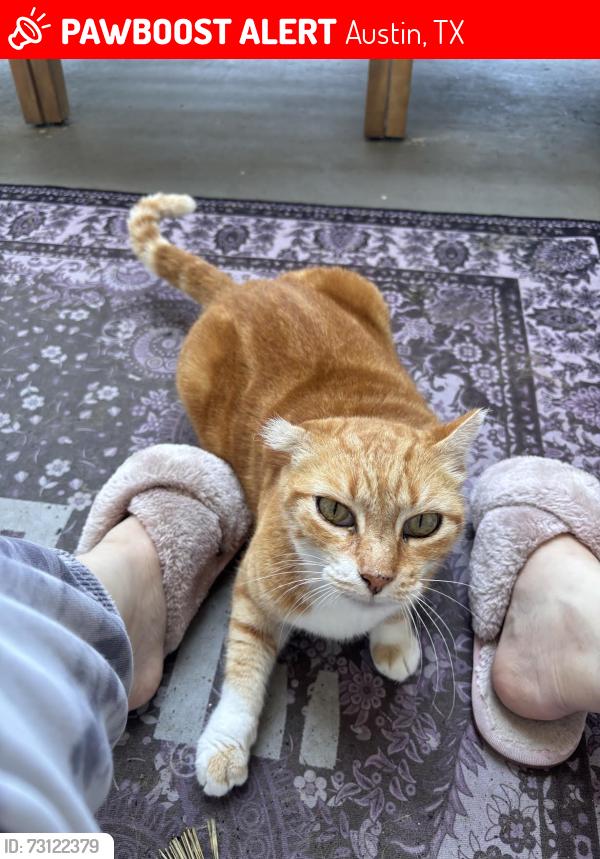 Lost Female Cat last seen Airport blvd and James wheat street, Austin, TX 78723