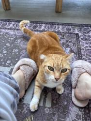 Lost Female Cat last seen Airport blvd and James wheat street, Austin, TX 78723