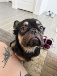 Reunited Male Dog last seen Audubon Park, Humble, TX 77396