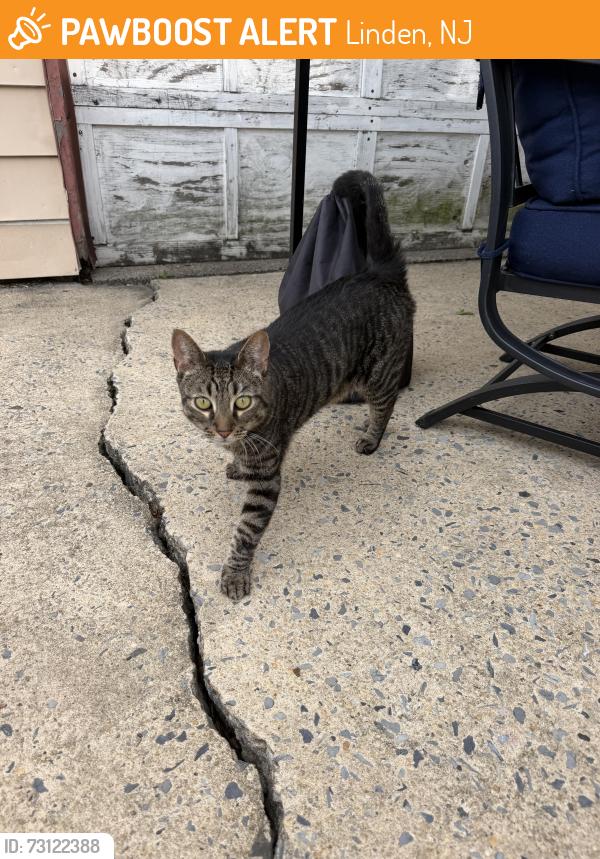 Found/Stray Unknown Cat last seen McCandless St, Linden, NJ 07036