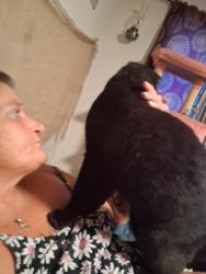 Reunited Male Cat last seen Park Ave, Lions Bridge, Franklin, OH 45005