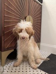 Found/Stray Unknown Dog last seen Polk between Texas and Hamilton in North Park, San Diego, CA 92104