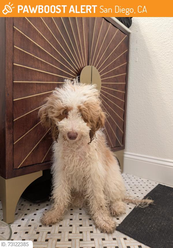 Found/Stray Unknown Dog last seen Polk between Texas and Hamilton in North Park, San Diego, CA 92104
