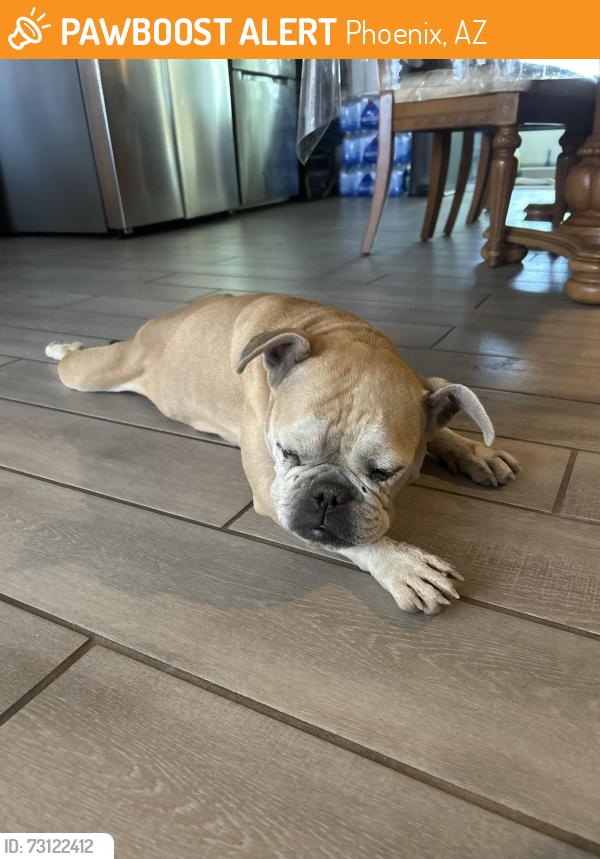 Found/Stray Female Dog last seen Near S 63rd Ave Phoenix, AZ 85043 United States, Phoenix, AZ 85043