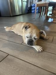 Found/Stray Female Dog last seen Near S 63rd Ave Phoenix, AZ 85043 United States, Phoenix, AZ 85043