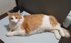 Lost Male Cat last seen Dakota and Ross SE, Albuquerque, NM 87108
