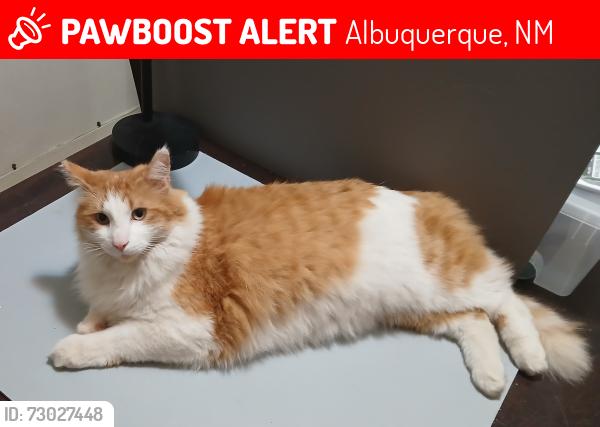 Lost Male Cat last seen Dakota and Ross SE, Albuquerque, NM 87108
