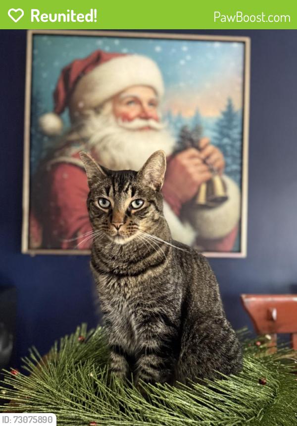 Reunited Male Cat last seen 12 Mile and Orchard Lake, Farmington Hills, MI 48334