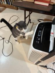 Reunited Male Cat last seen Edgemoor and Douglas, Wichita, KS 67218