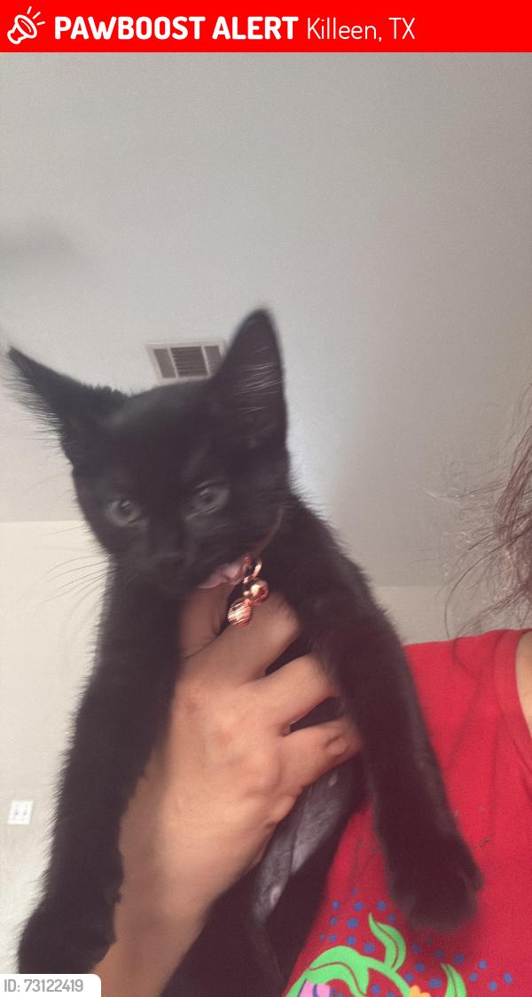 Lost Female Cat last seen Jame loop /norton dr, Killeen, TX 76542