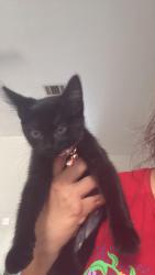 Lost Female Cat last seen Jame loop /norton dr, Killeen, TX 76542