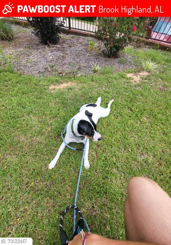 Lost Male Dog last seen brookhill church, Brook Highland, AL 35242