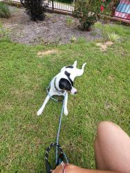 Lost Male Dog last seen brookhill church, Brook Highland, AL 35242