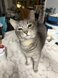 Lost Female Cat last seen Between Ridgeland Ave & Central Ave; Rt 30 & Sauk Trail , Matteson, IL 60443