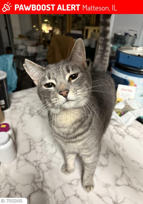 Lost Female Cat last seen Between Ridgeland Ave & Central Ave; Rt 30 & Sauk Trail , Matteson, IL 60443