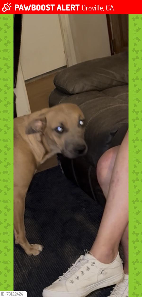 Lost Female Dog last seen B street and roseben, Oroville, CA 95966