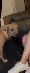 Lost Female Dog last seen B street and roseben, Oroville, CA 95966