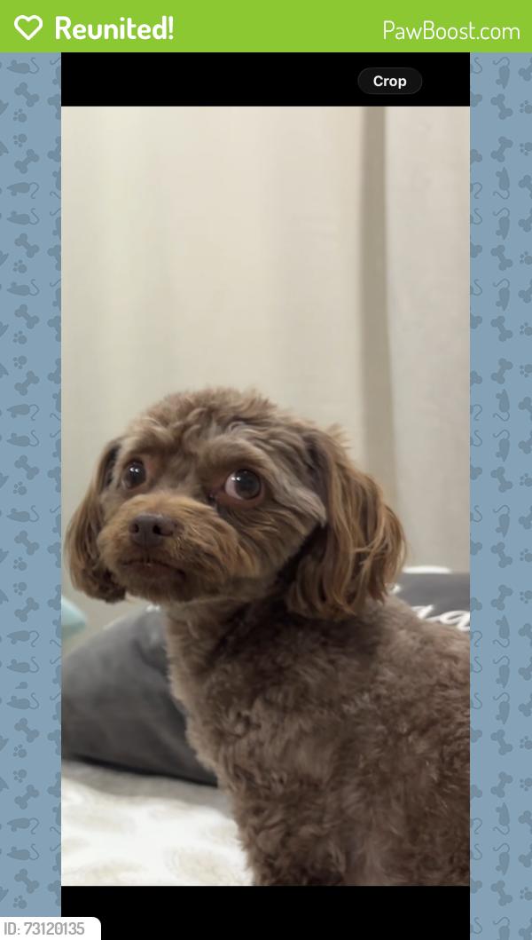 Reunited Female Dog last seen Hollywood, Lake Mead, Sunrise Manor, NV 89156