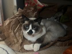 Lost Female Cat last seen Tenaya and Warm Springs, Las Vegas, NV 89113