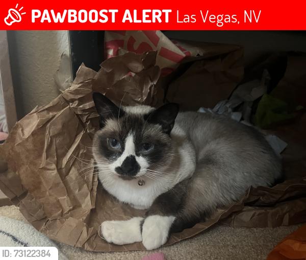 Lost Female Cat last seen Tenaya and Warm Springs, Las Vegas, NV 89113