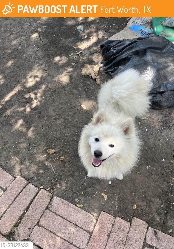 Found/Stray Male Dog last seen Miller and Berry St, Fort Worth, TX 76105