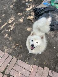 Found/Stray Male Dog last seen Miller and Berry St, Fort Worth, TX 76105
